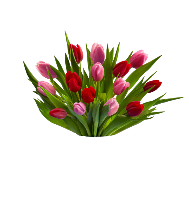 Partial image of Red &amp; Pink Tulips - 15 Stems without vase.