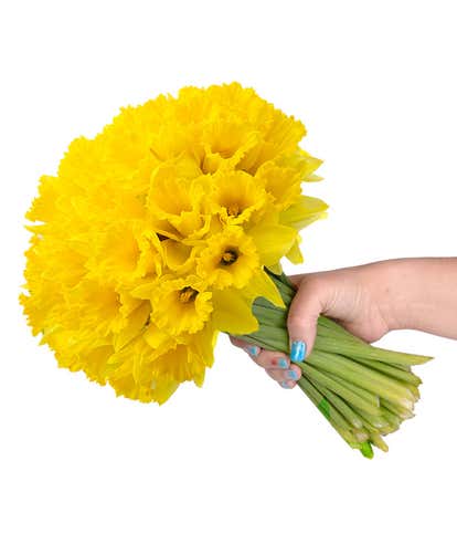 Spring Daffodil Bouquet - 40 Stems