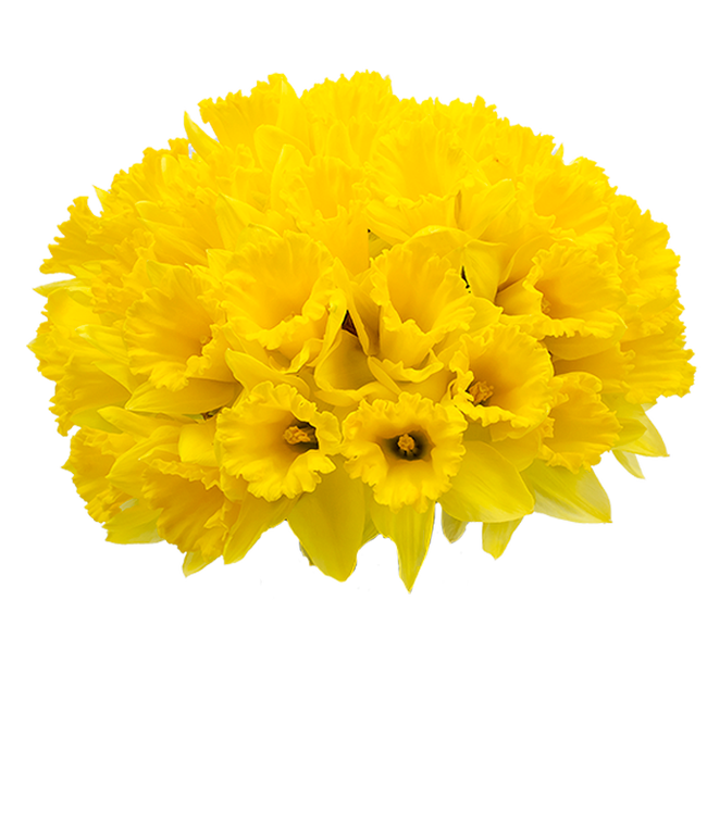 Partial image of Spring Daffodils - 40 Stems without vase.