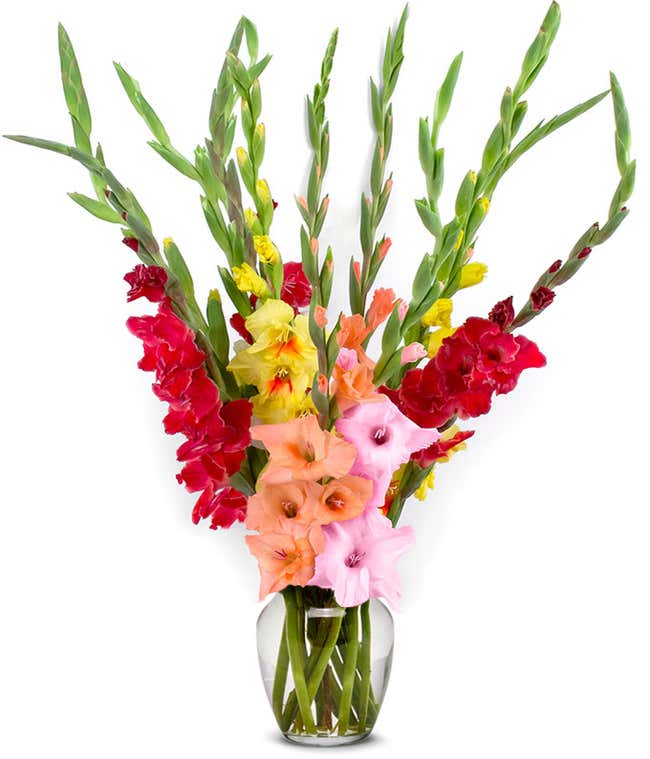 Gladiolus Delivery Gladiolus Arrangements