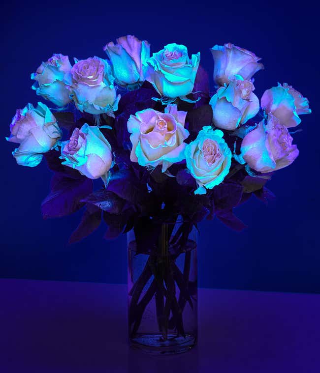 A bouquet in a rounded clear glass vase of 12 roses with greens, the background is dark and the roses are glowing bright blue.