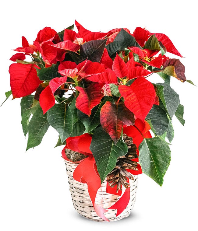 Poinsettia Delivery Send Poinsettias FromYouFlowers