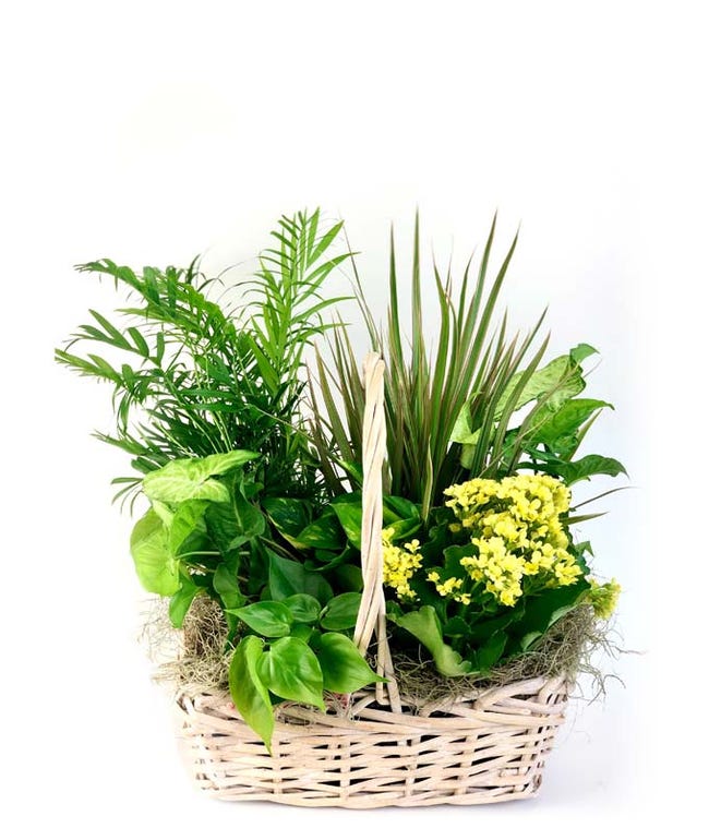 Flowering Plant Delivery - From You Flowers