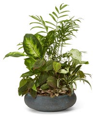 Send Plants for Delivery - Show You Care with a Living Gift