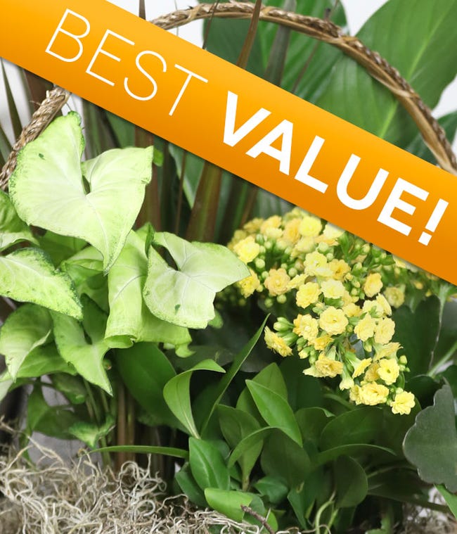 Mother's Day Plants for Delivery FromYouFlowers