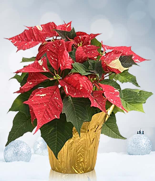 Red and white poinsettia plant