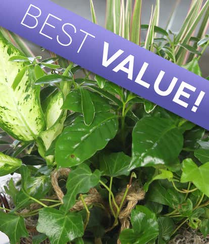 Florist Designed Sympathy Dish Garden