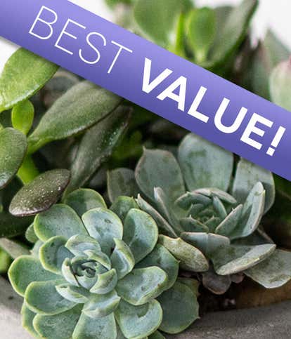 Florist Designed Succulent Garden