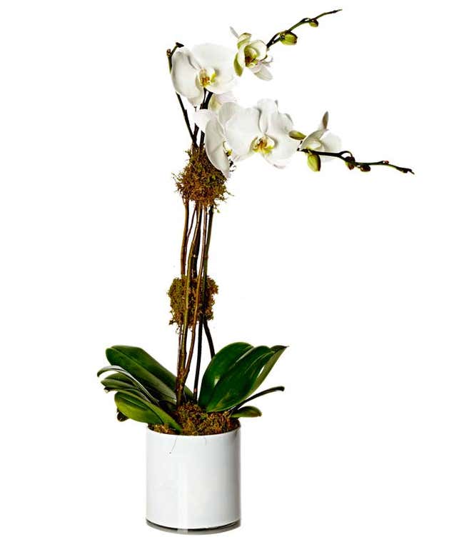 The Ultimate Orchid Plant