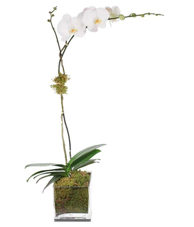Orchid delivery uk
