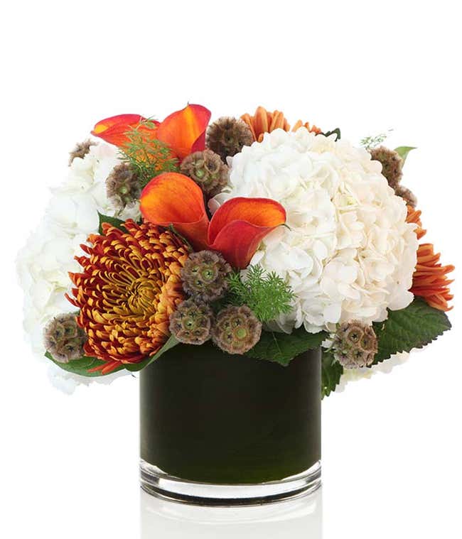 A stunning floral arrangement featuring white hydrangea, amber chrysanthemums, orange calla lilies, and scabiosa pods, all elegantly presented in a cylinder vase.