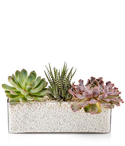 Succulent Trough