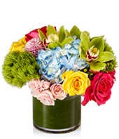 Bright Grand Designer's Choice