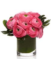 Ranunculus En Vogue