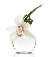 Cymbidium Bud Vase Bundle
