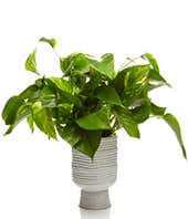 Potted Pothos