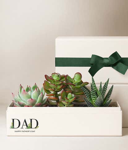 Lula's Garden ® Father's Day Jewel Succulent Garden  