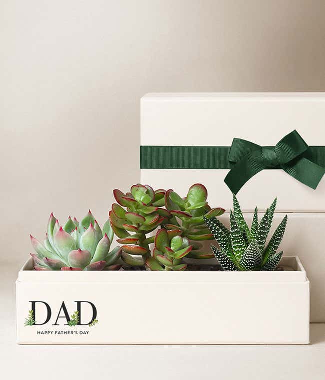 Three succulents in a white planter: one with green leaves and pink tips, one with rounded green leaves and red edges, and one with tall green leaves and white stripes. The planter says DAD - Happy Father's Day next to a white gift box.