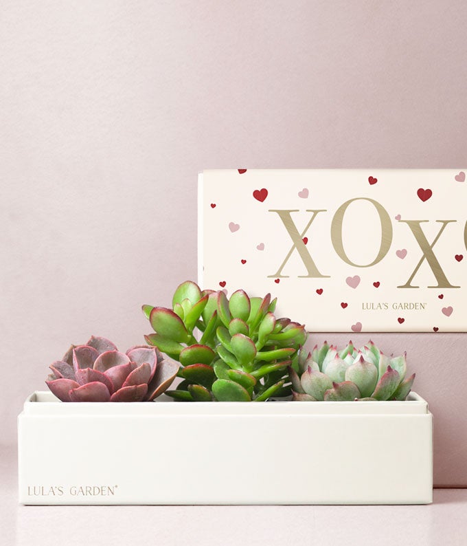 Succulents, artificial plant sets for adults, hot Valentine's Day gifts,