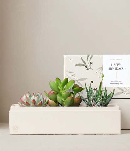 Happy Holidays Jewel Succulent Garden