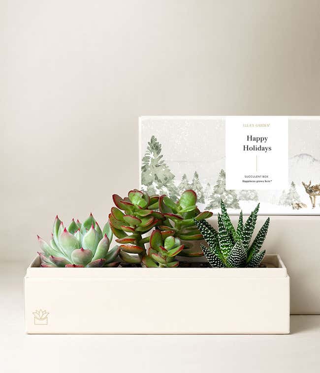  Gift box featuring three different succulent plants in a white planter, with a card in the background that says Happy Holidays, from Lula's Garden.