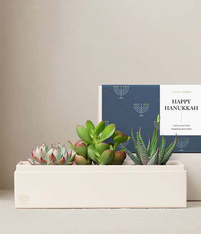 Happy Hanukkah Jewel Succulent Garden