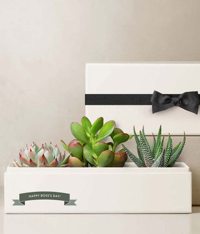 Boss Appreciation Day Jewel Succulent Garden