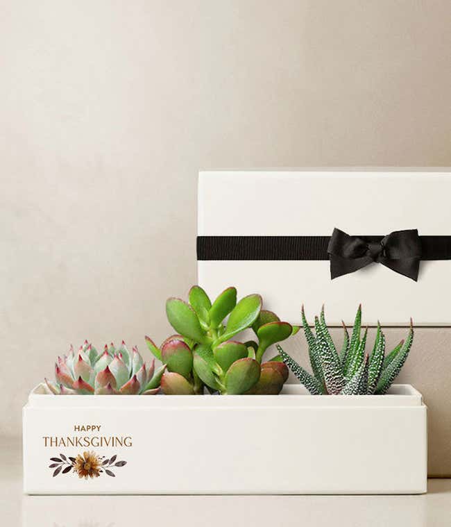 Three 2.5-inch succulent plants arranged in an 8.5-inch x 3.5-inch Happy Thanksgiving planter, complemented by a plastic dropper and sleeve with a black bow.