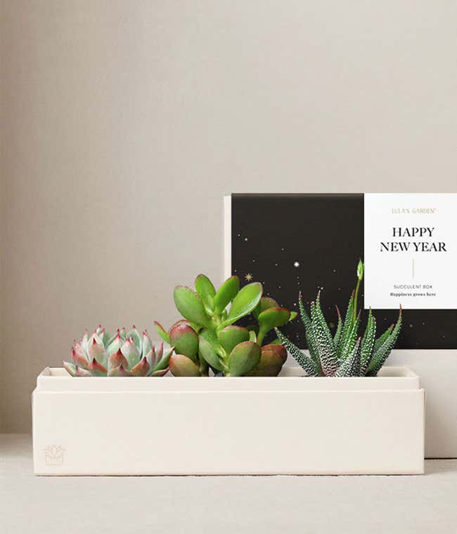 Lula's Garden &reg; New Years Jewel Succulent Garden