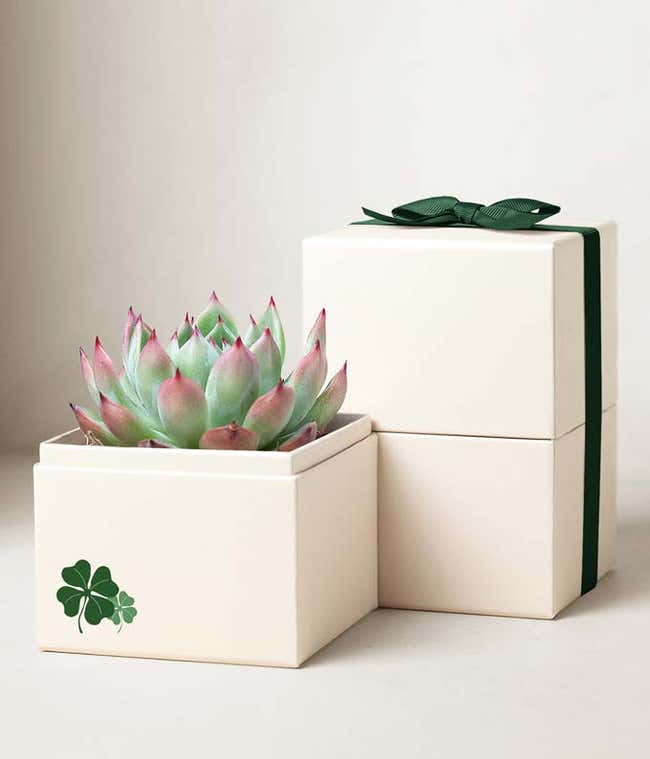 Luck of the Irish Bliss Succulent Garden