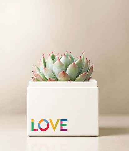 Lula's Garden ® Celebrate Pride Bliss Garden