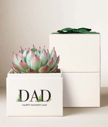 Lula's Garden ® Father's Day Succulent Bliss