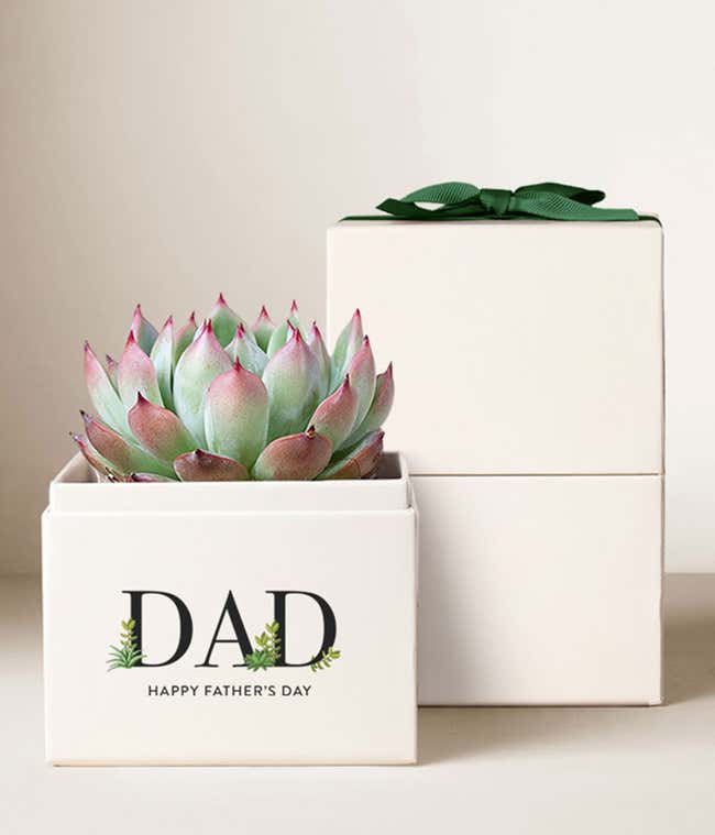 The photo shows a succulent with fleshy, green leaves tinged with pink, arranged in a rosette pattern. It's planted in a white ceramic pot that says DAD - Happy Father's Day. Next to it is a white gift box with a green ribbon.