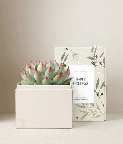 Happy Holidays Bliss Succulent Garden