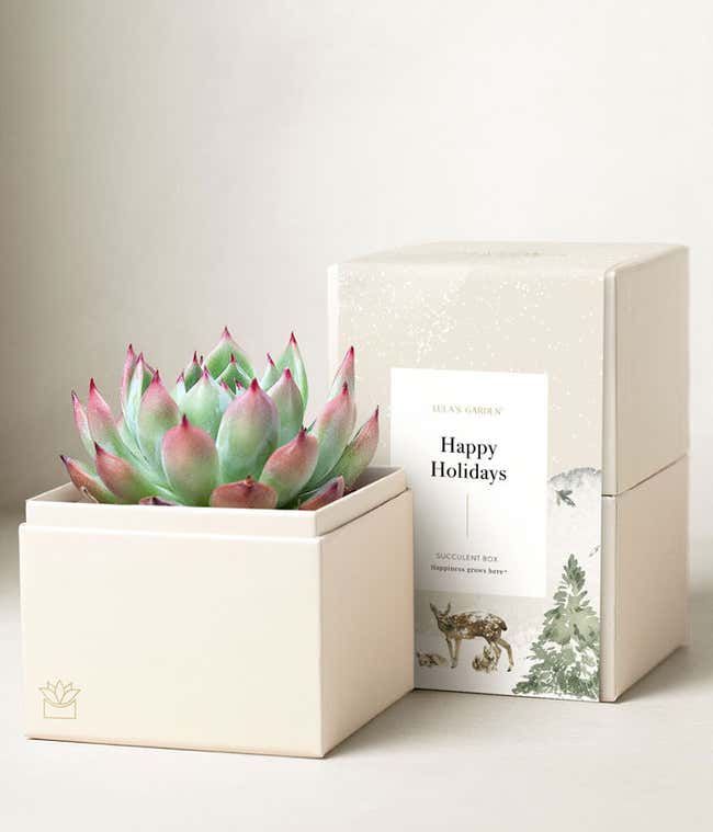 4-inch Echeveria succulent plant with plastic dropper and Happy Holidays sleeve.