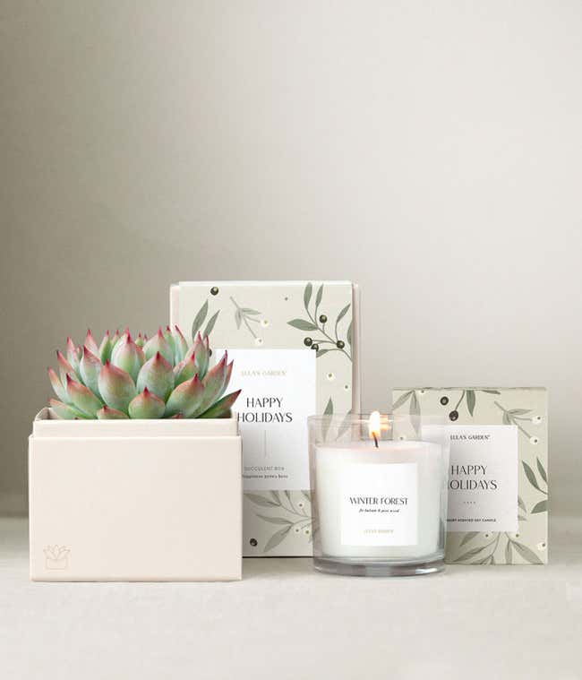 Happy Holidays Bliss Succulent Gift Set
