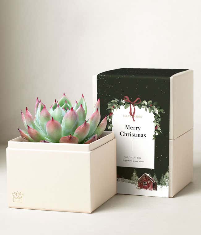 A small potted succulent in a minimalist white container, placed in front of a festive box with a 