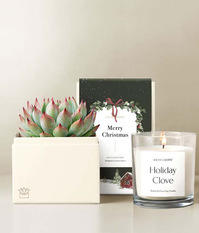 Very Merry Christmas Bliss Succulent Gift Set