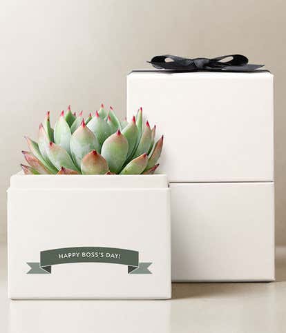 Lula's Garden ®  Boss's Day Bliss