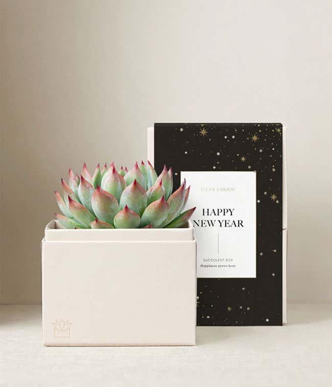 Lula's Garden &reg; New Years Bliss Succulent Garden
