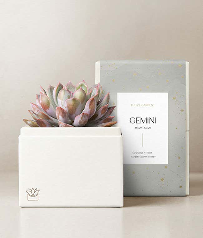 Lula's Garden &reg; Gemini Bliss Succulent Garden 