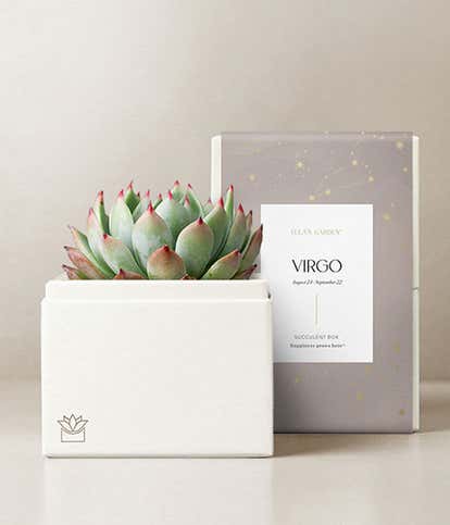 Lula's Garden ® Virgo Bliss Succulent Garden 