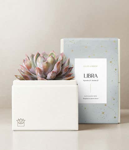 Lula's Garden ® Libra Bliss Succulent Garden
