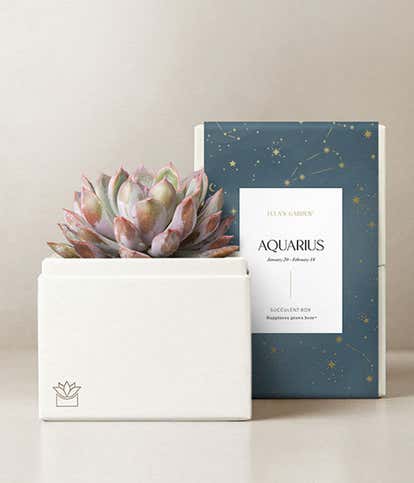 Lula's Garden ® Aquarius Bliss Succulent Garden 