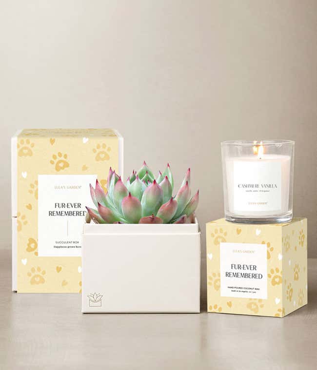 A pink-tipped succulent in a white planter, paired with a Cashmere Vanilla candle and pet remembrance gift packaging with paw print design.