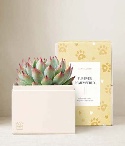 Lula's Garden &reg; Furever Remembered Bliss Garden