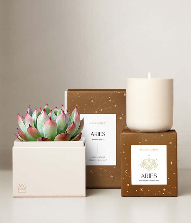 Echeveria Succulent Plant &amp; Candle with Aries Sleeve &amp; Gift Box