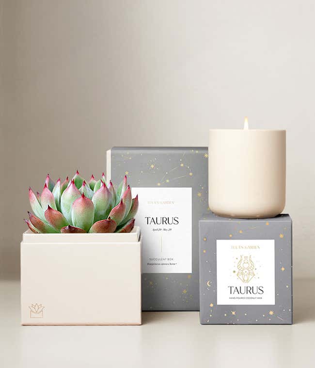 Echeveria Succulent Plant &amp; Candle with Taurus Sleeve &amp; Gift Box
