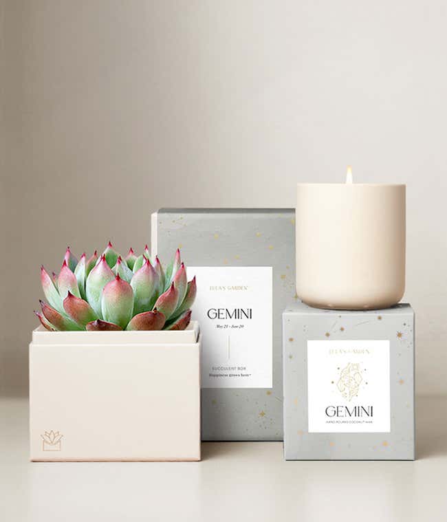 Echeveria Succulent Plant &amp; Candle with Gemini Sleeve &amp; Gift Box