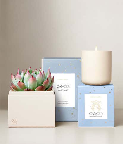 Lula's Garden &reg; Water Collection Cancer Succulent Set